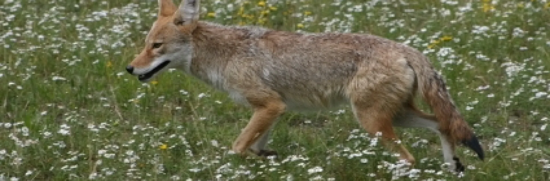 coyote