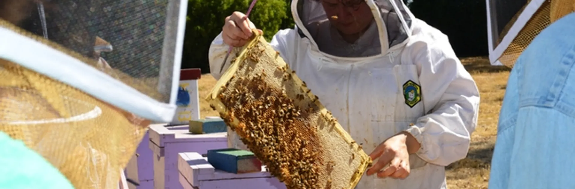 Extension apiculturist Elina Lastro Niño,checks a hive at the Harry H. Laidlaw Jr. Honey Bee Research Facility, UC Davis. (Photo by Kathy Keatley Garvey)
