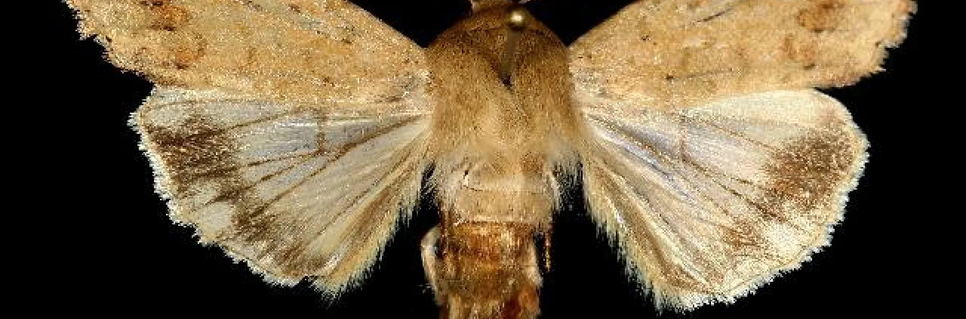 The adult moth, Helicoverpa zea. (Photo courtesy of Wikipedia)