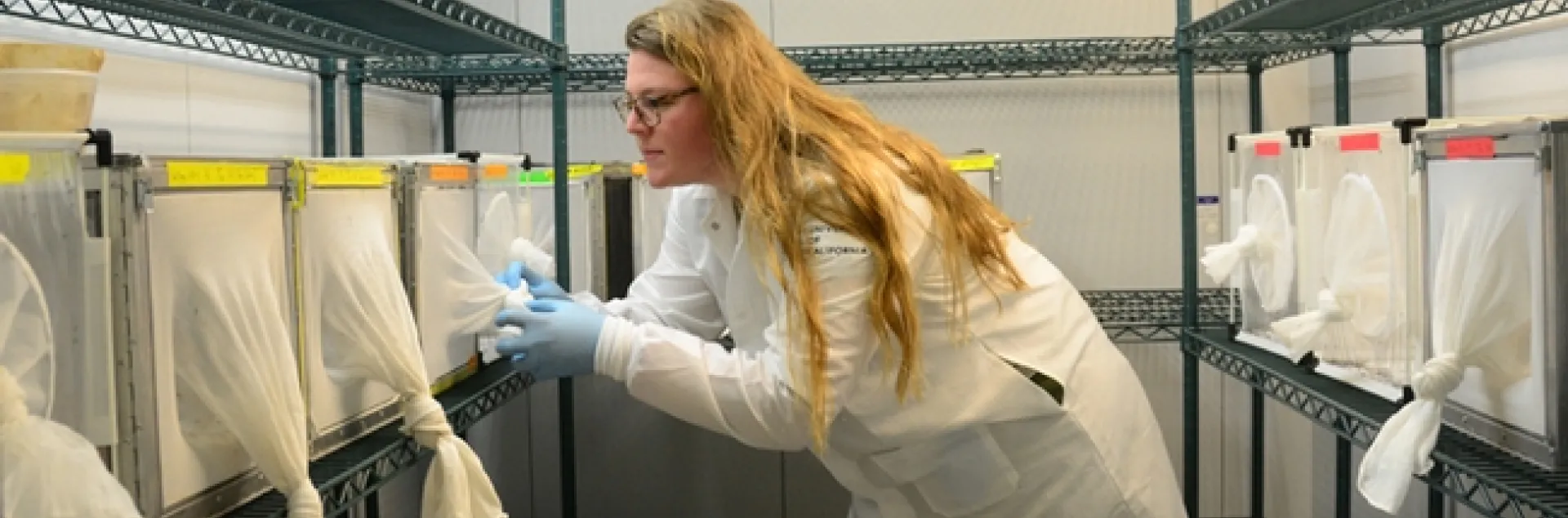 UC Davis doctoral student and mosquito researcher Olivia Winokur checks on mosquitoes in the walk-in chamber in the insectary. The chamber is set to 26 Celsius and 80 percent humidity to mimic tropical conditions. (Photo by Kathy Keatley Garvey)