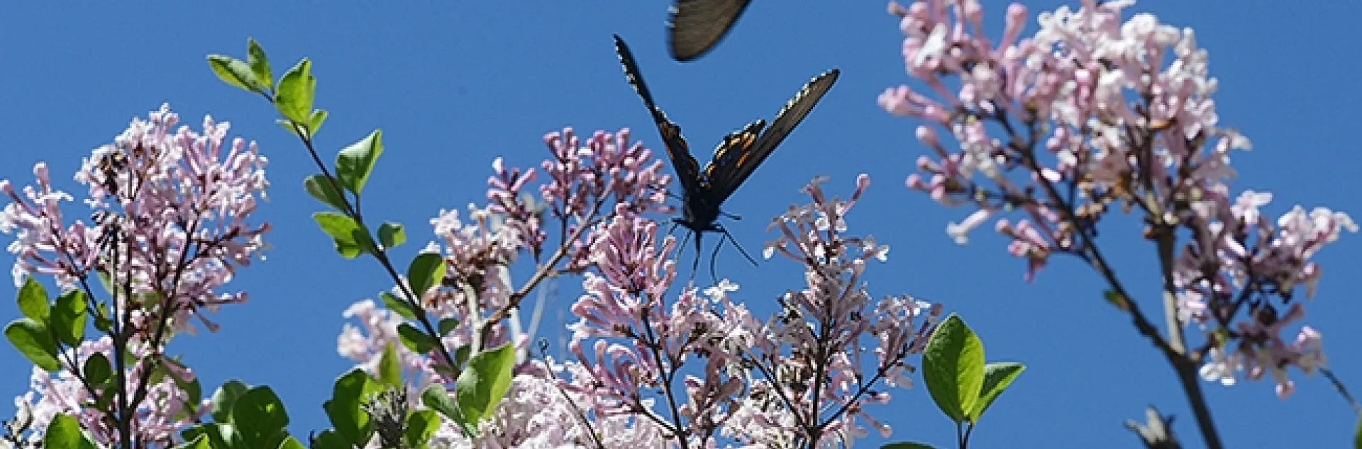 Pipevine swallowtails at the UC Davis Arboretum. (Photo by Kathy Keatley Garvey)
