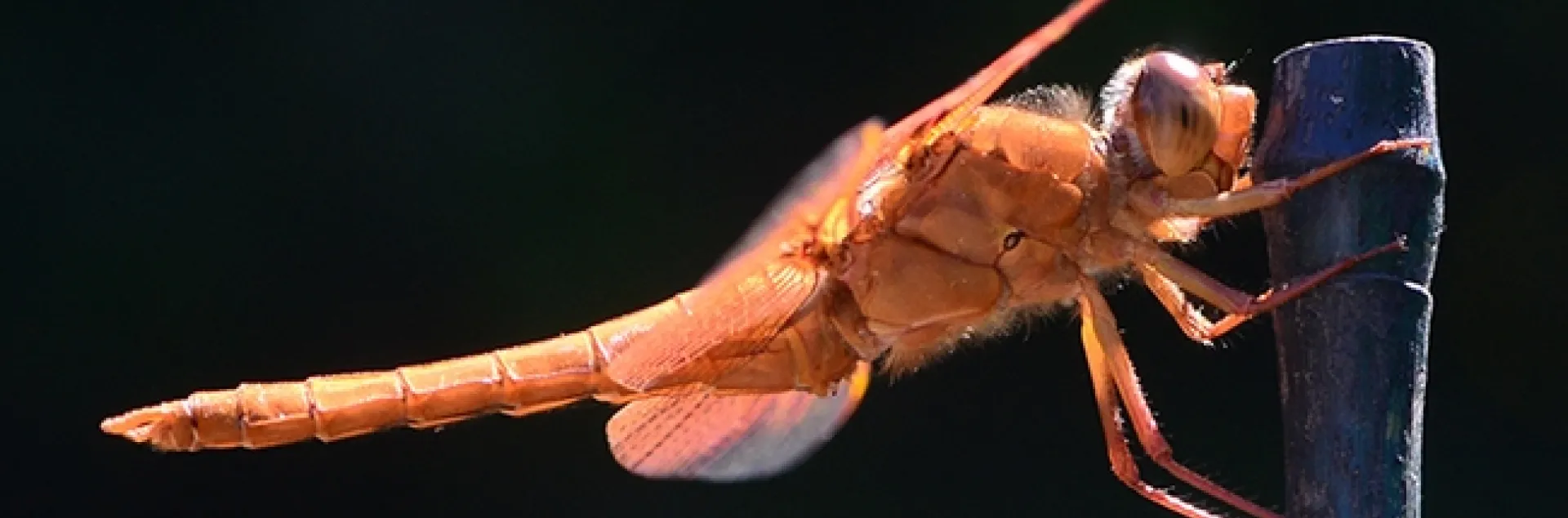 A male flameskimmer dragonfly, Libellula saturata, perches on a bamboo stake. (Photo by Kathy Keatley Garvey)