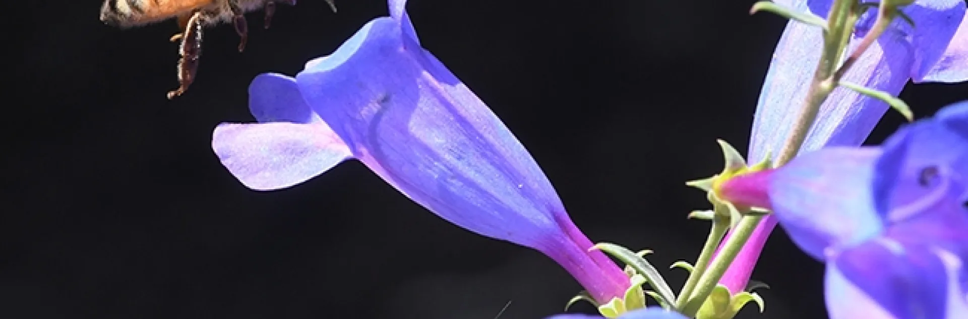 A honey bee approaches a Penstemon Margarita BOP. BOP? That means "Bottom of the Porch." (Photo by Kathy Keatley Garvey)