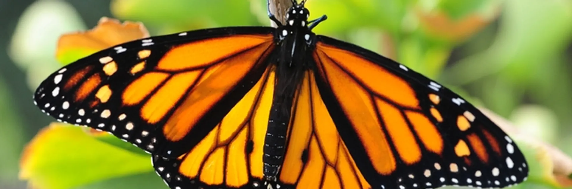A male monarch butterfly, Danaus plexippus. (Photo by Kathy Keatley Garvey)