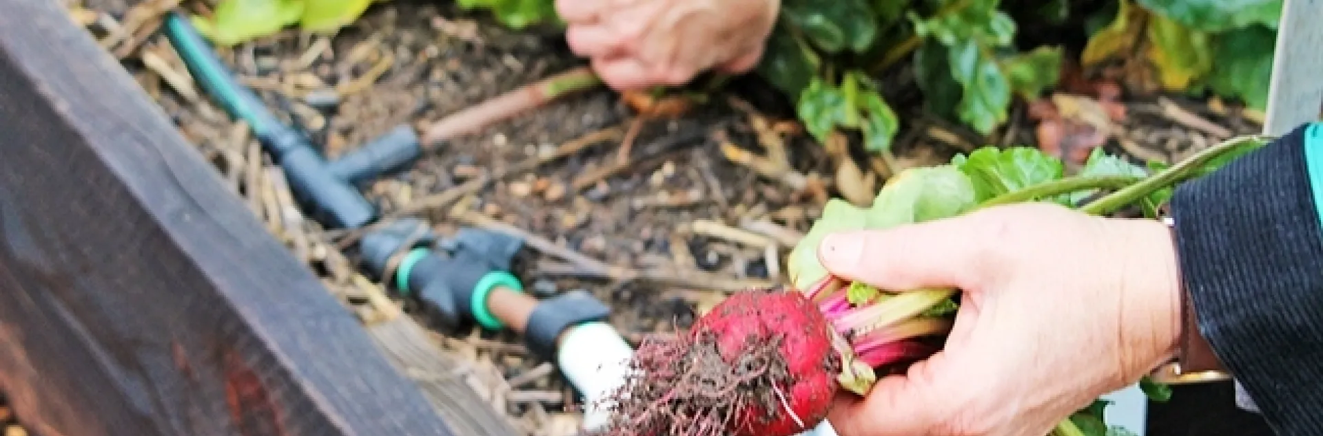 Betabeles frescos cosechados en el Centro de Horticultura de Fair Oaks, el mayor huerto para demostración del Programa Jardineros Maestros del condado de Sacramento.