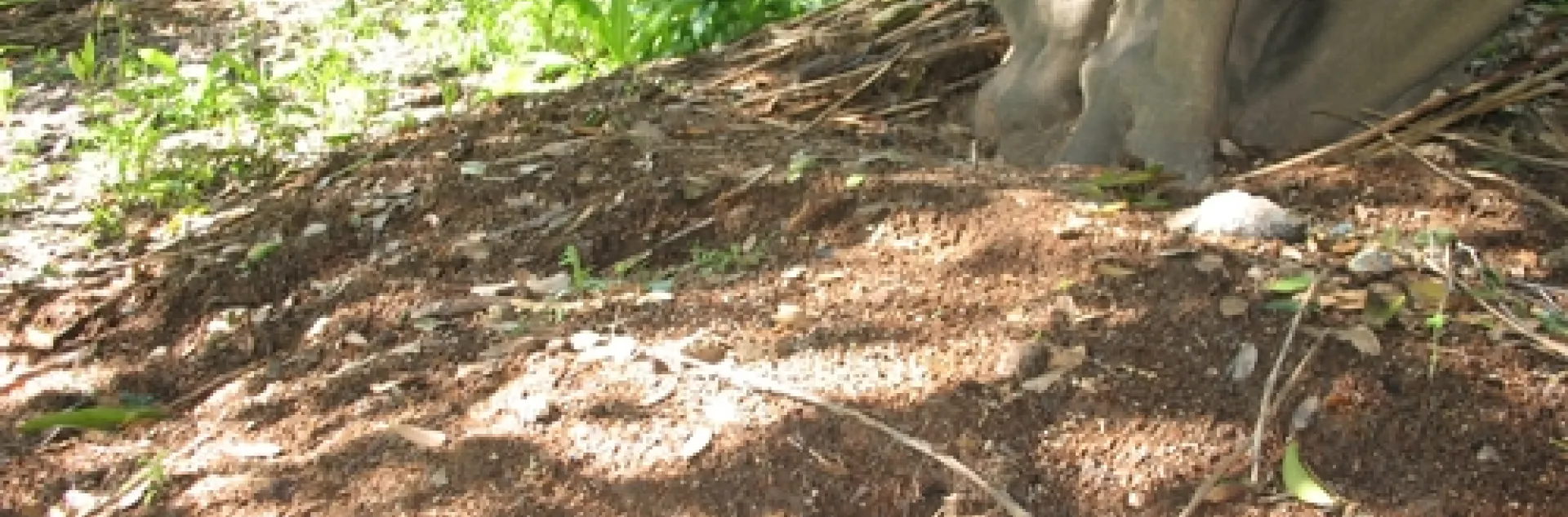 Mulch at Hillcrest Orchard in Penryn on citrus trees.