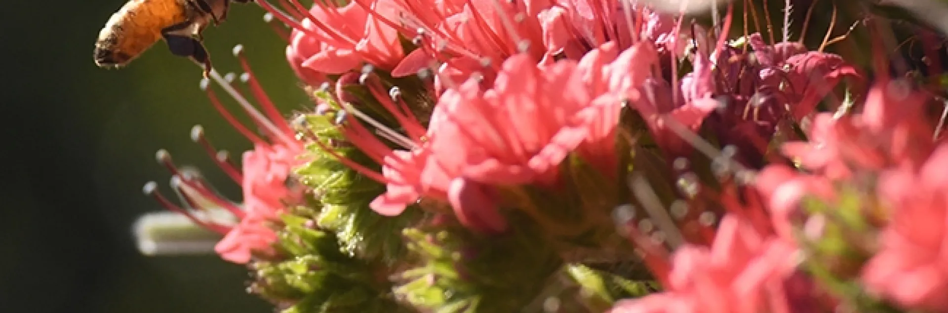 A honey bee heads for a tower of jewels, Echium wildpretii, a biennual. This image was taken in Vacaville, Calif. (Photo by Kathy Keatley Garvey)