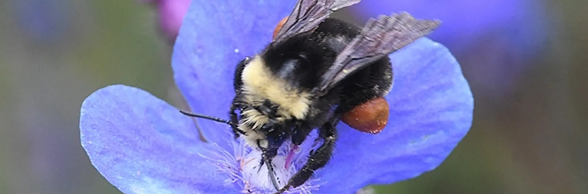A yellow-faced bumble bee, Bombus vosnesenkii, nectaring on Anchusa azurea, of the borage family. (Photo by Kathy Keatley Garvey)