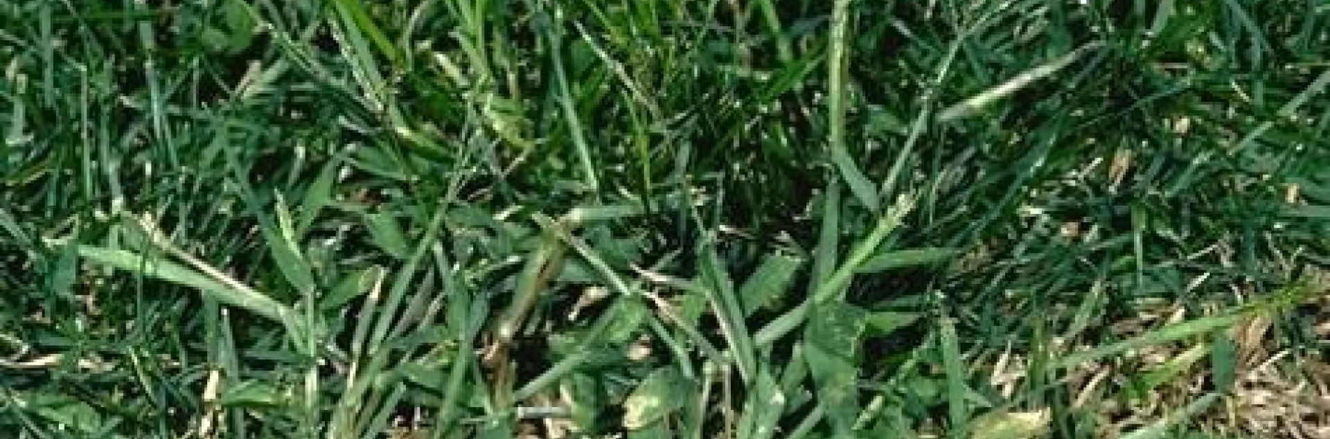 Fig 1. Large crabgrass. (Credit: Clyde Elmore)