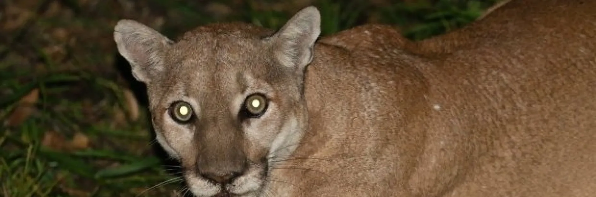 mountain lion