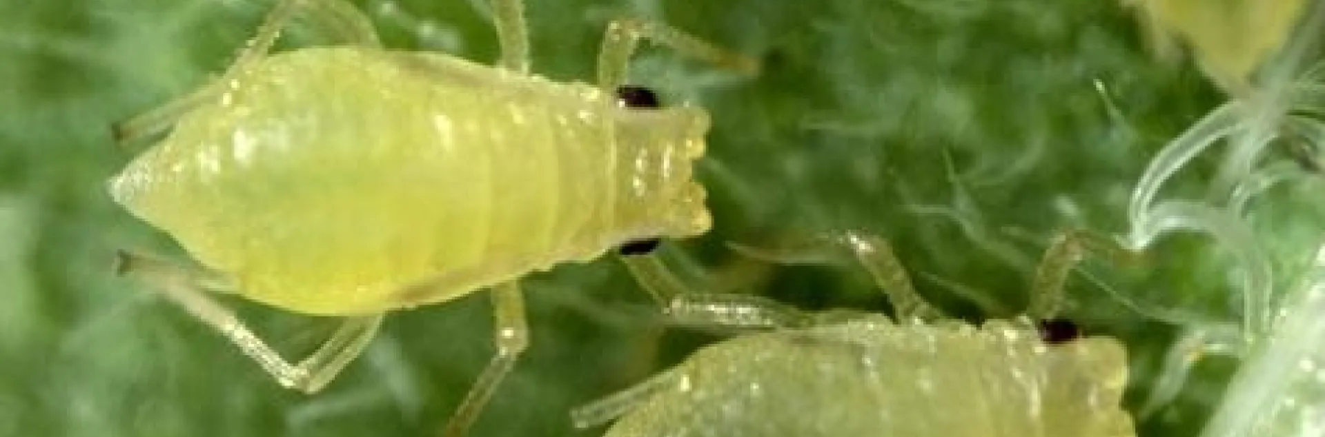 green peach aphid