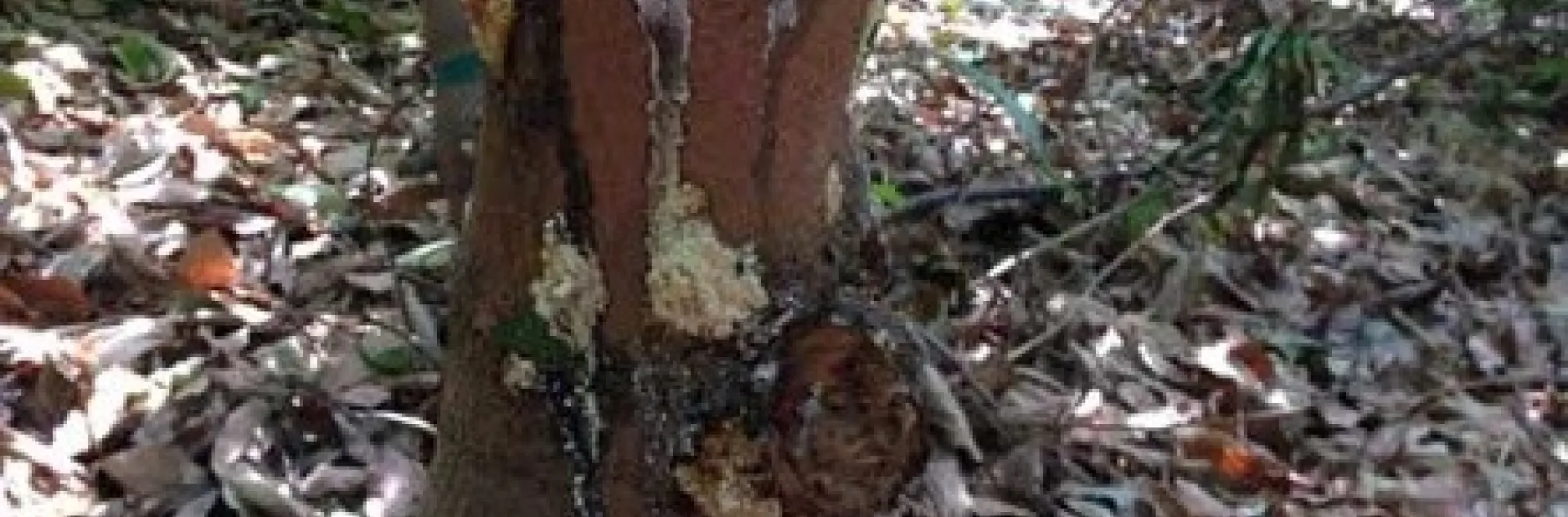 fusarium dieback avocdo