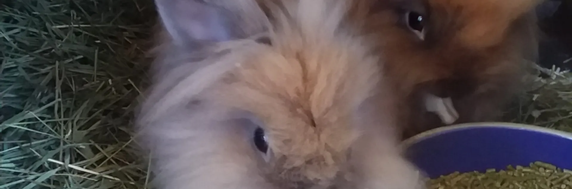 two bunnies