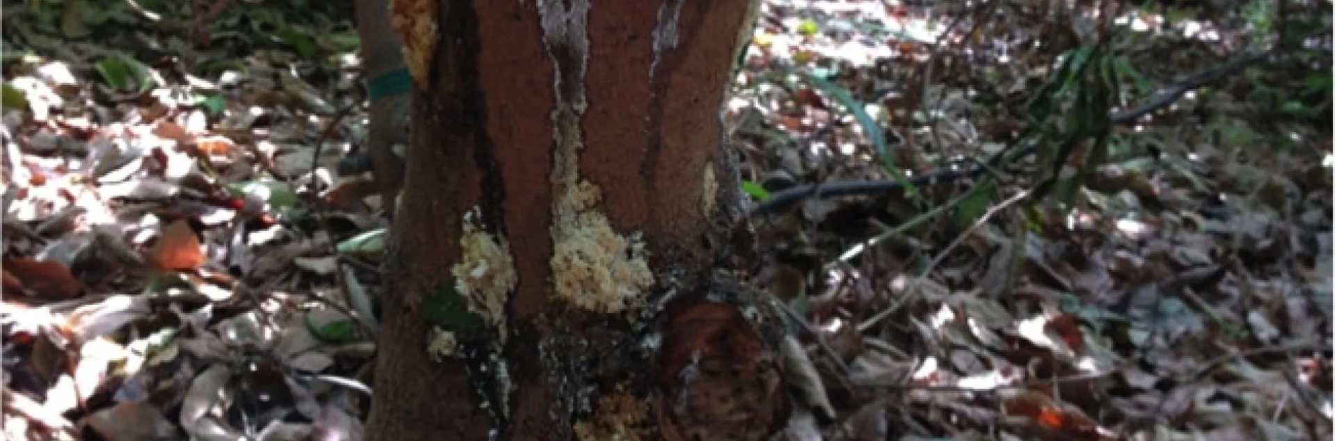 Sugary exudate on avocado tree trunk.