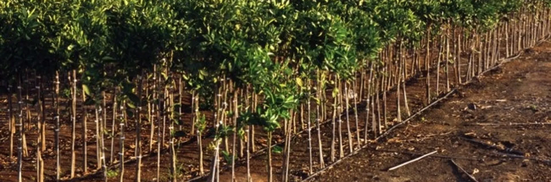 Young citrus trees growing in a nursery.