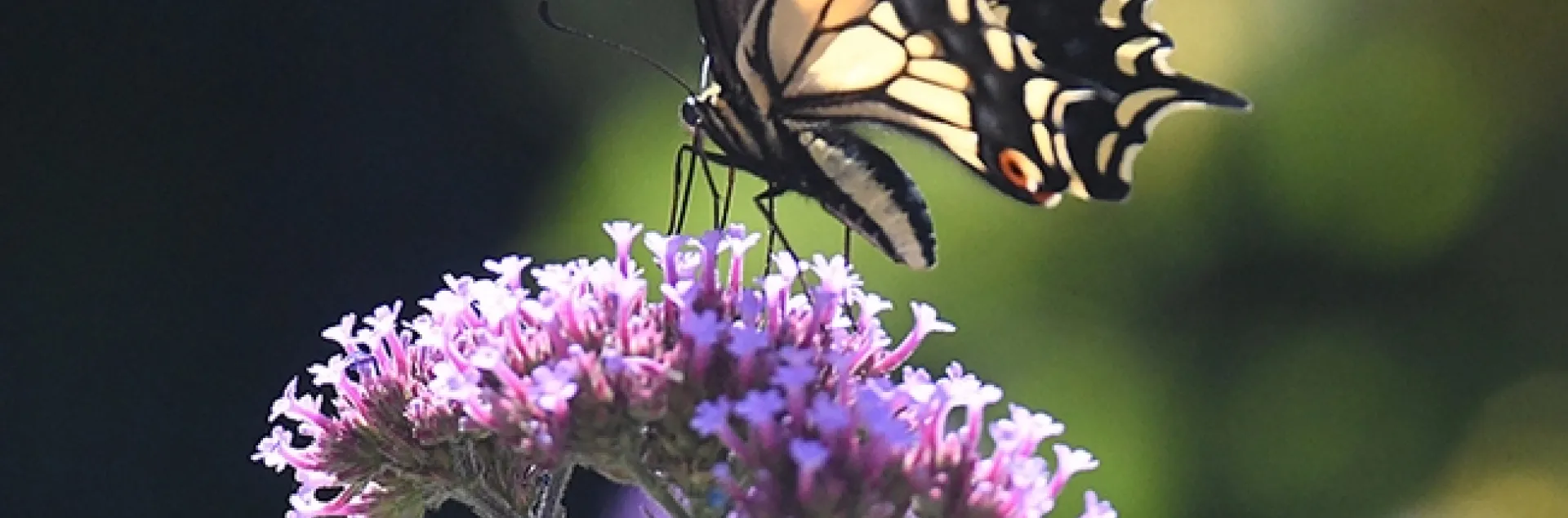 Anise Swallowtail Papilio zelicaon, nectaring on Verbena in Vacaville, Calif. (Photo by Kathy Keatley Garvey)