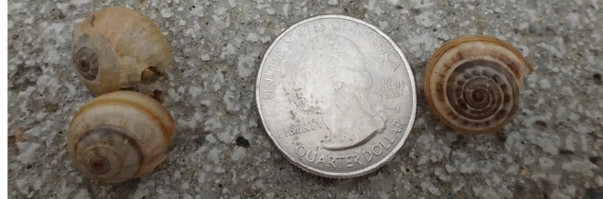 Italian white snails size