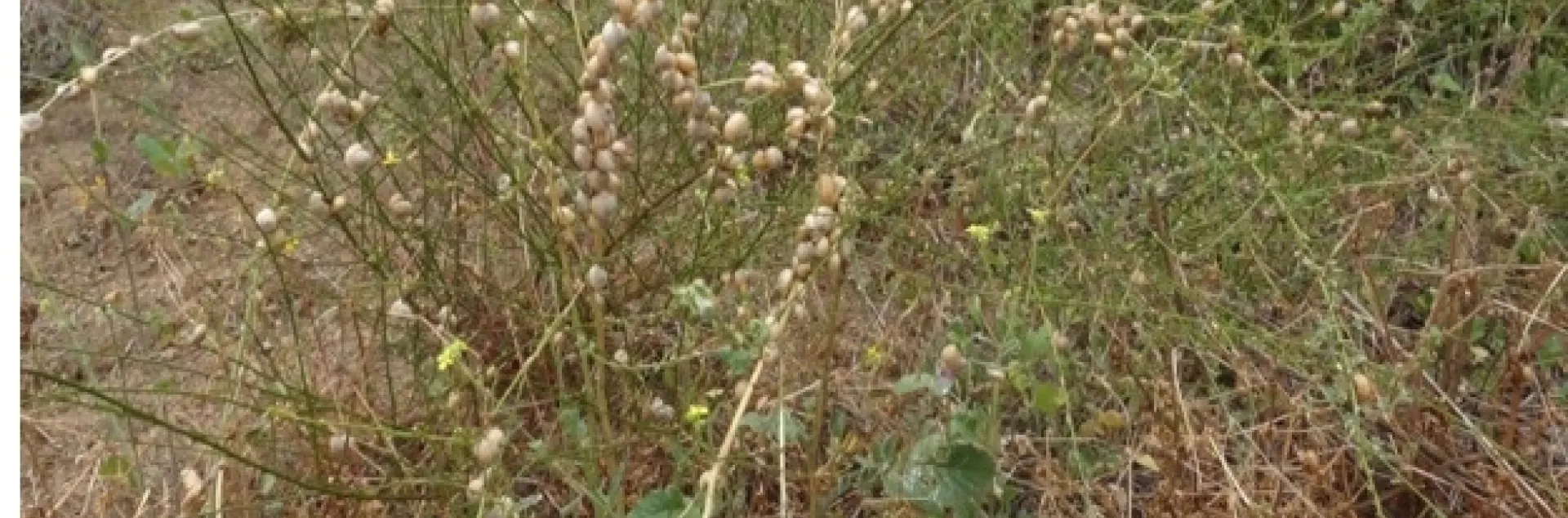 Italian white snails on fence.