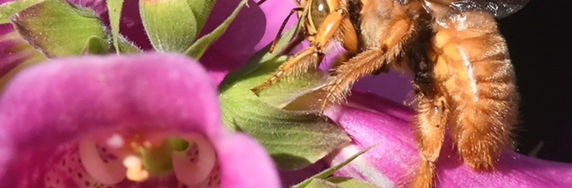 Meet Mr. Teddy Bear, a green-eyed blond trying to nourish himself on foxglove nectar. (Photo by Kathy Keatley Garvey)