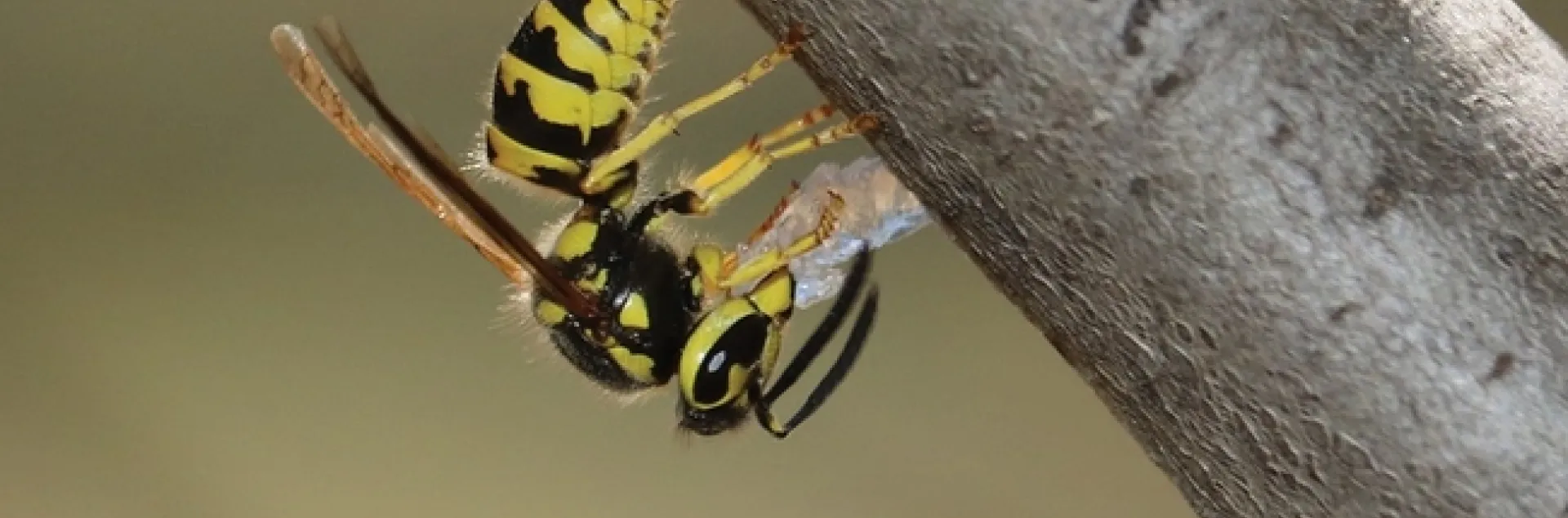 yellowjacket-with-hydrogel Choe