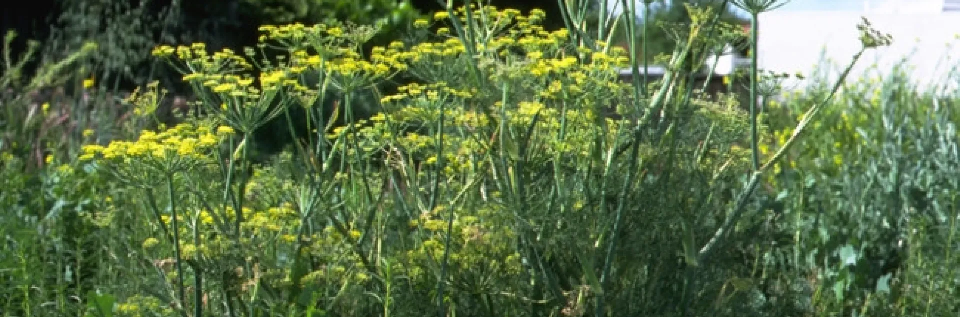 Wild fennel