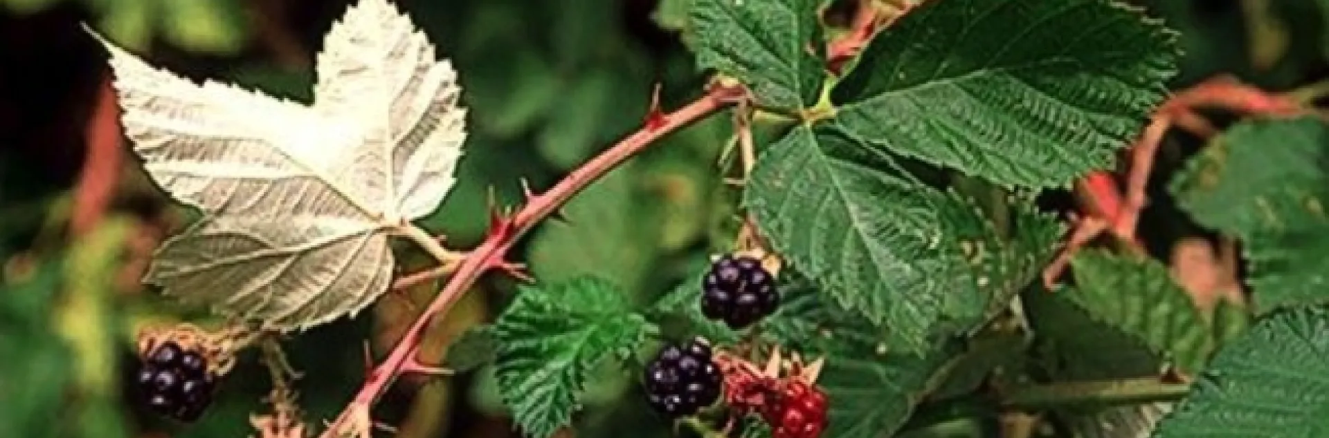 himalayan blackberry