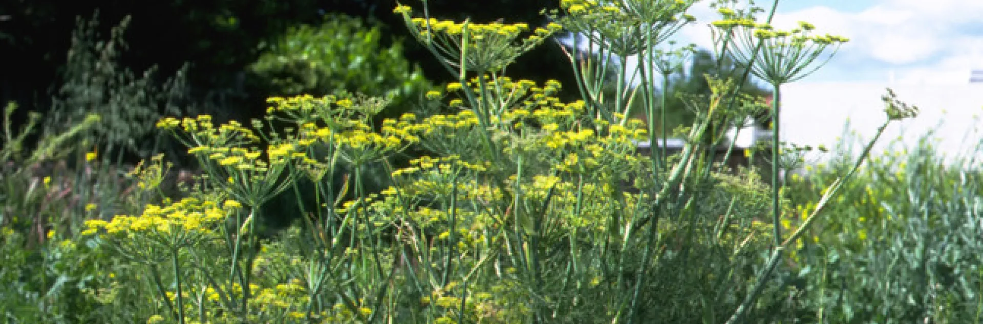 If you've got a great recipe for wild fennel, the website Eat the Invaders wants to know. Wild fennel is listed as moderately invasive by the California Invasive Plant Council (CAL-IPC). It came from southern Europe and the Mediterranean where it is used as a spice. (Photo: Joseph M. DiTomaso, UC Davis Dept. of Plant Sciences)