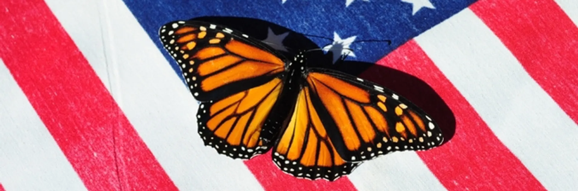 A majestic monarch butterfly, an icon, on an American flag. (Photo by Kathy Keatley Garvey)