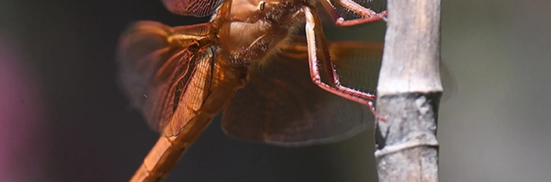A flameskimmer dragonfly, Libellula saturata, perches on a bamboo stake in Vacaville, Calif. Native to western North America, it belongs to the family Libellulidae. (Photo by Kathy Keatley Garvey)