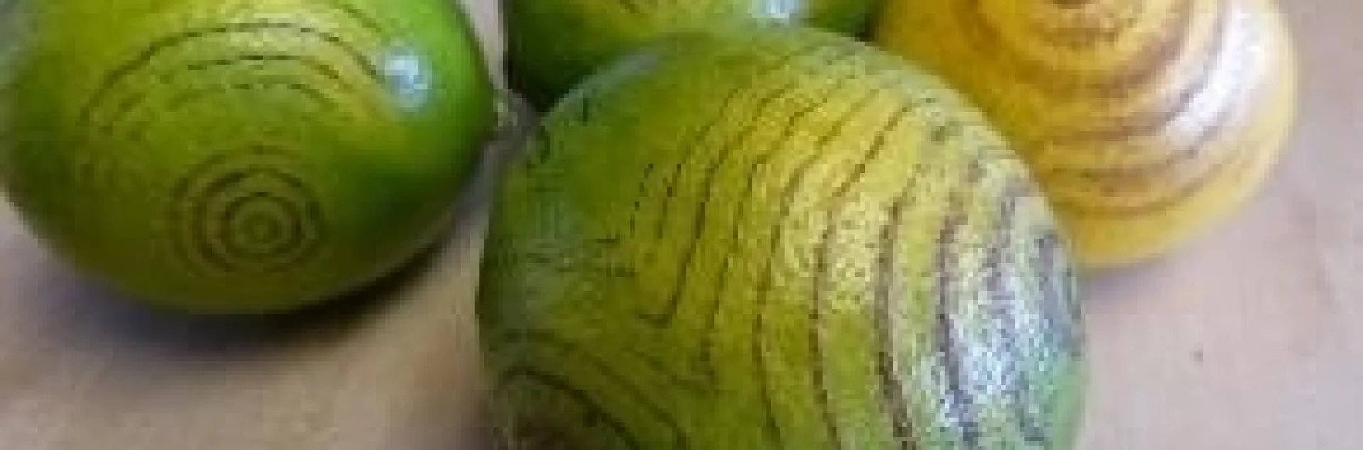 lemon tatoo compressed