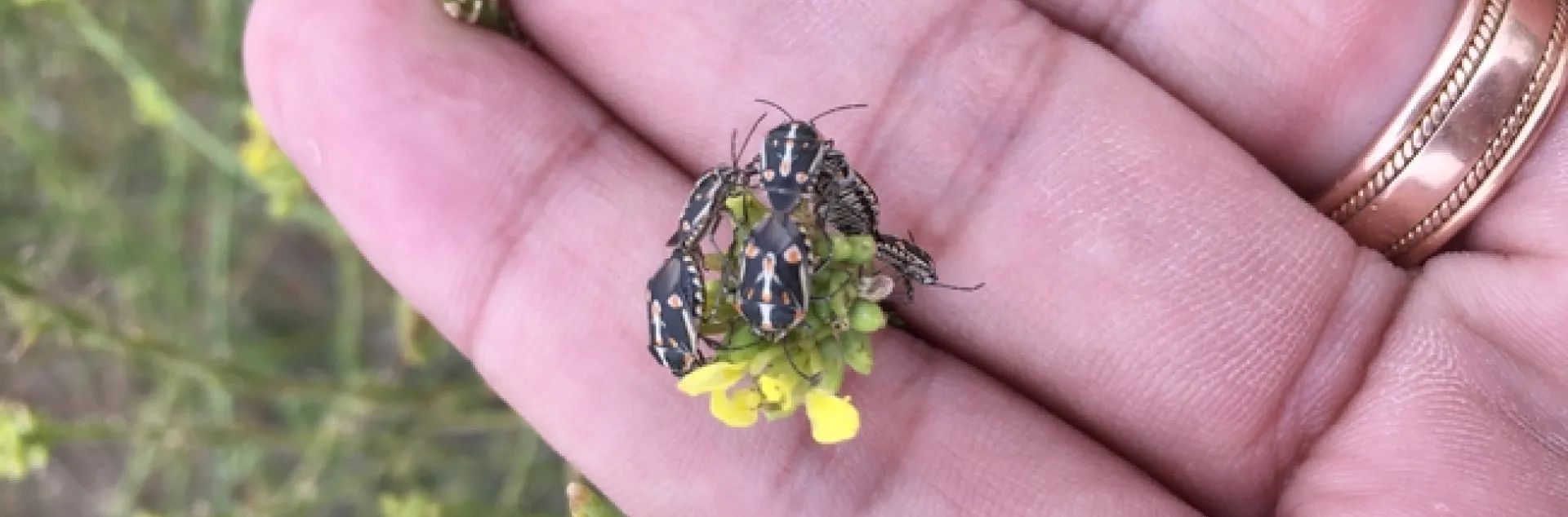 Figure 1. Bagrada bugs mating on shortpod mustard