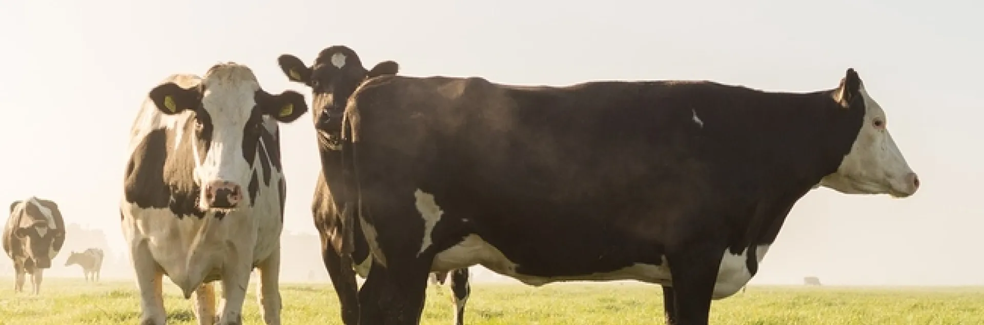 grazing 1