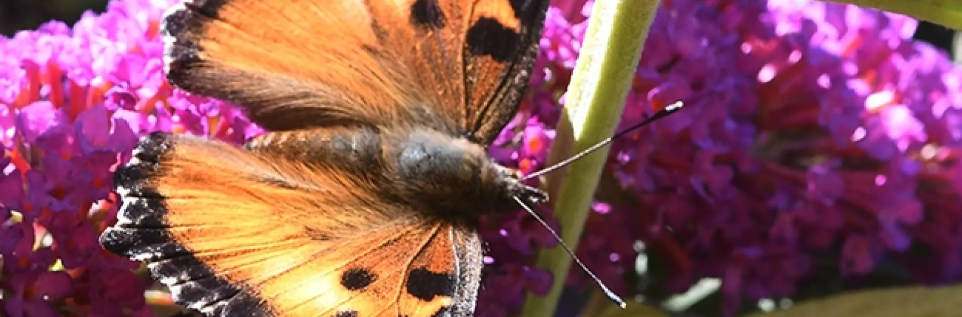 A California Tortoiseshell (Nymphalis californica) nectaring on a butterfly bush (Buddleia davidii) in Vacaville, Calif. (Photo by Kathy Keatley Garvey)
