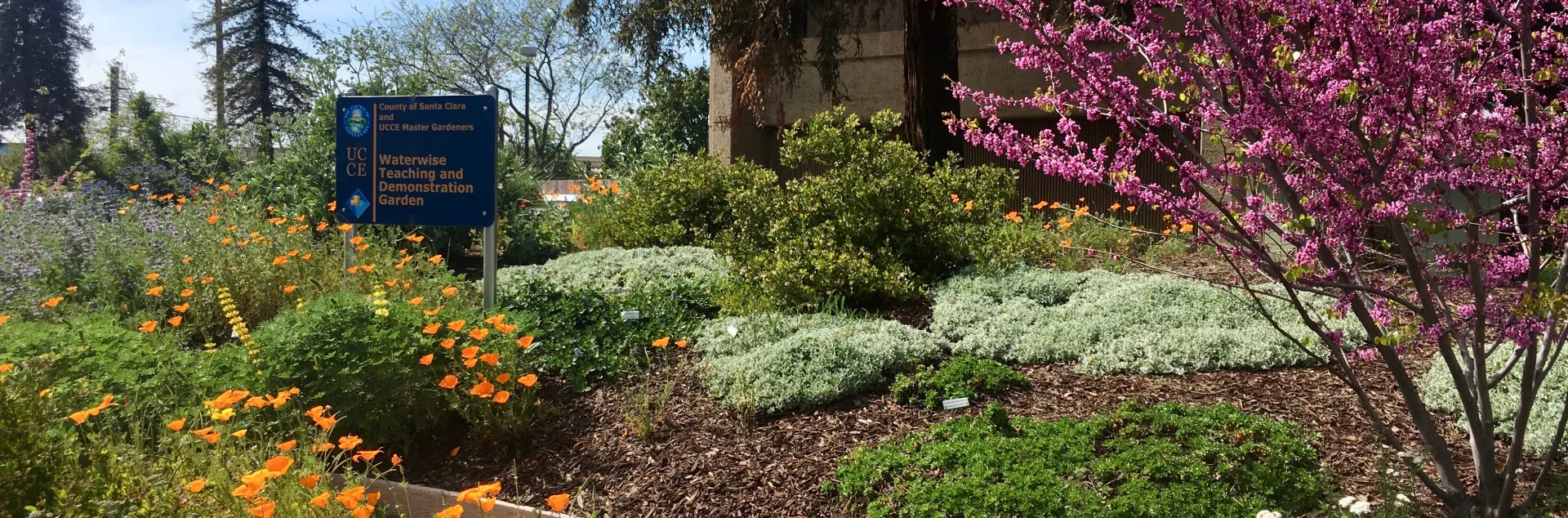A colorful garden with California native plants including orange California poppies and a redbud tree covered in pink blossoms.