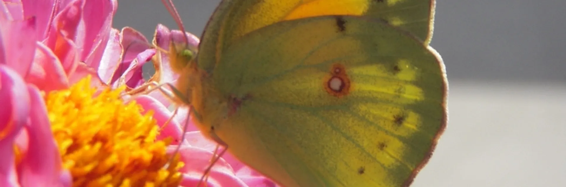 Dahlia visitor. (photo by Launa Herrmann)