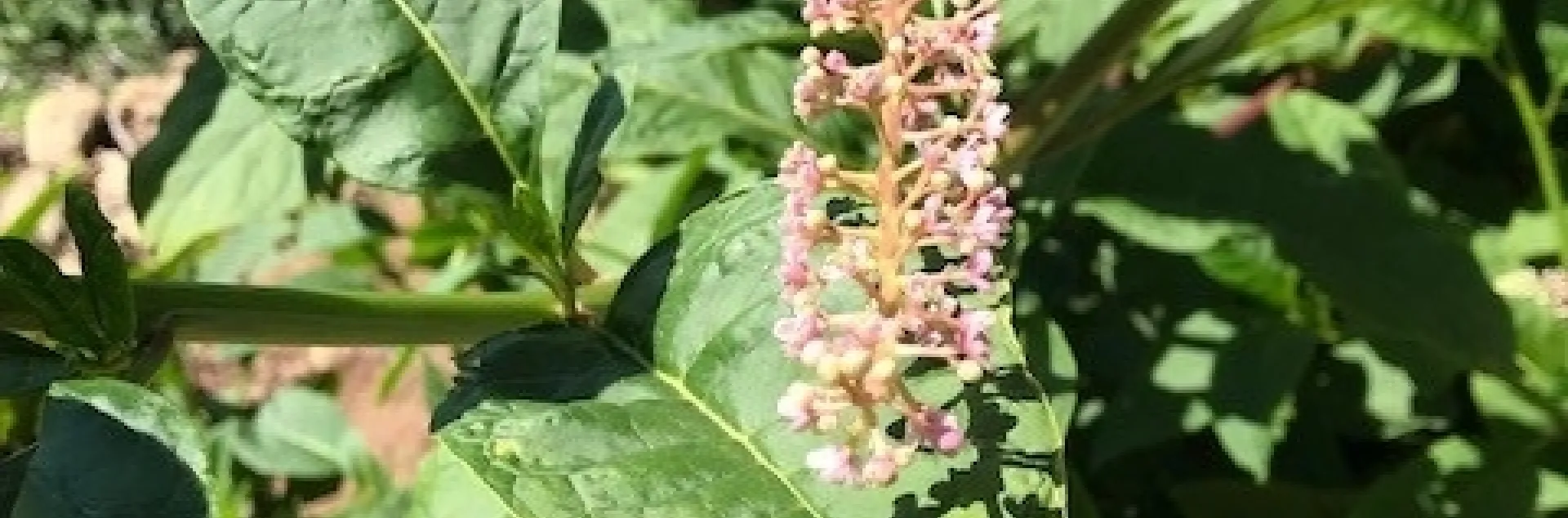 pokeweed 2