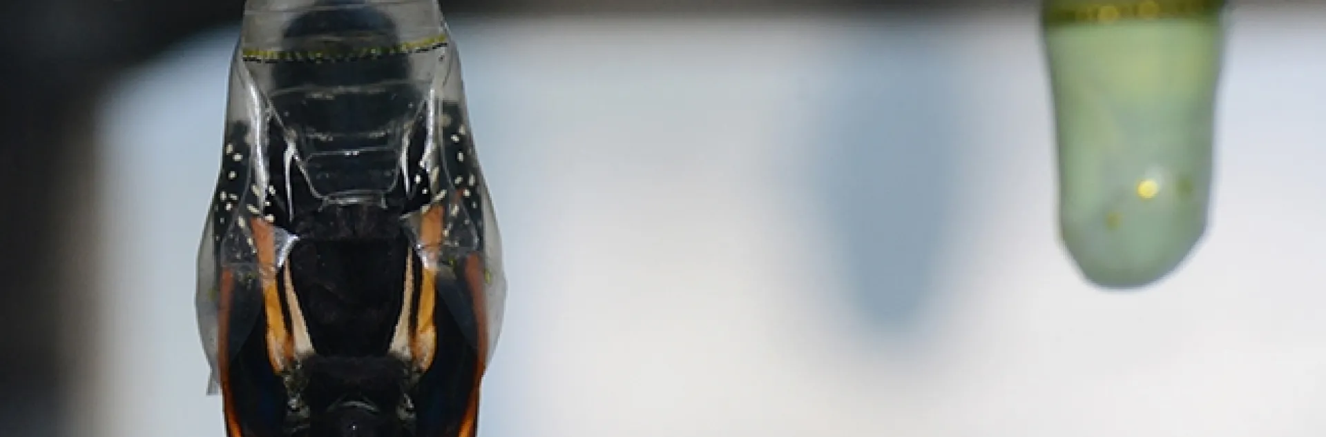 The monarch chrysalis bulges, a sure sign that eclosure is imminent. At right is a newly formed green chrysalis. (Photo by Kathy Keatley Garvey)