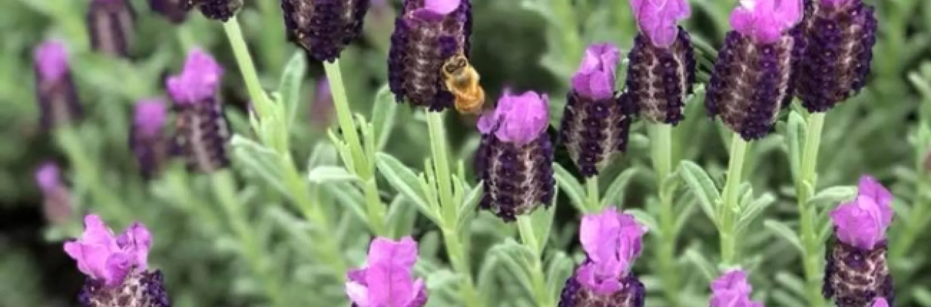 lavender