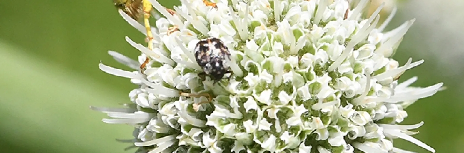 A crabronid wasp or beewolf foraging on a pineapple sea lily (Eryngium horridum) at the Morningsun Herb Farm, Vacaville, Calif. (Photo by Kathy Keatley Garvey)