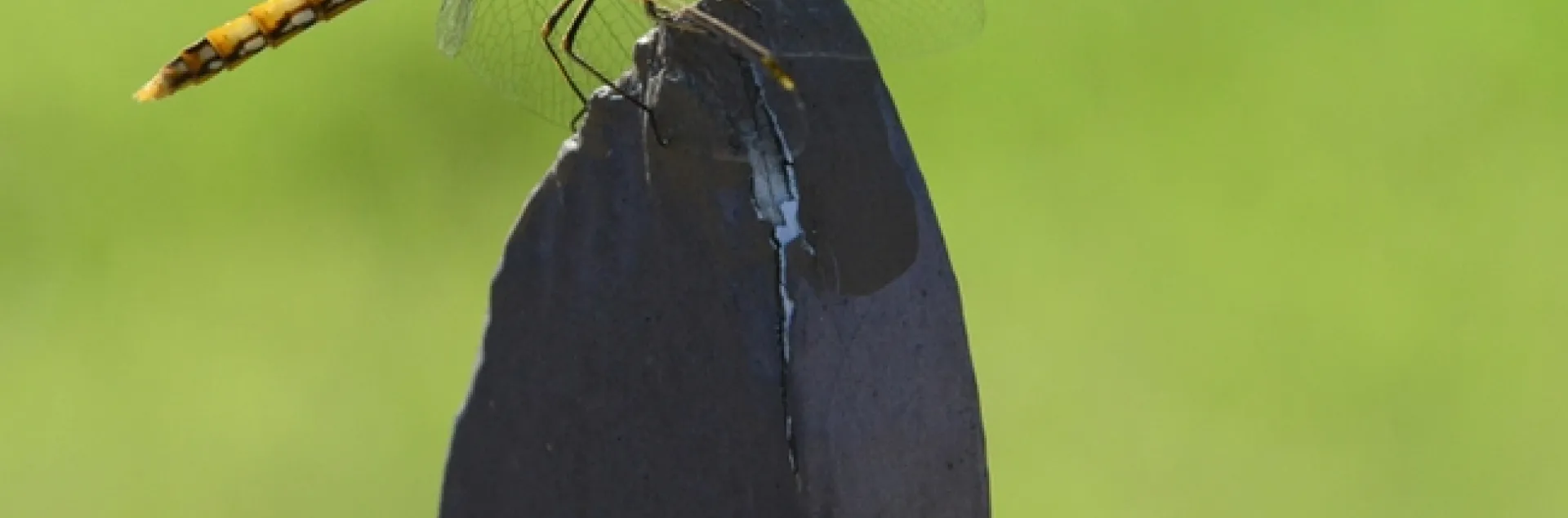A wind-swept meadowhawk, Sympetrum corruptum, perches on a fence post after feasting on prey on July 1, 2018 in Vacaville, Calif. This was taken just after sunrise with a 200mm macro lens. (Photo by Kathy Keatley Garvey)