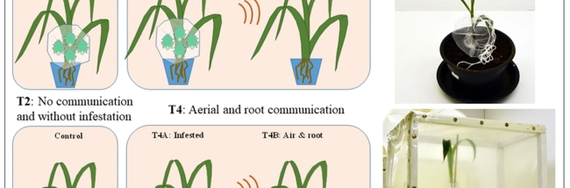 This illustration appears in the research article by UC Davis agricultural entomologist Christian Nansen and colleagues in the journal Plant Methods.