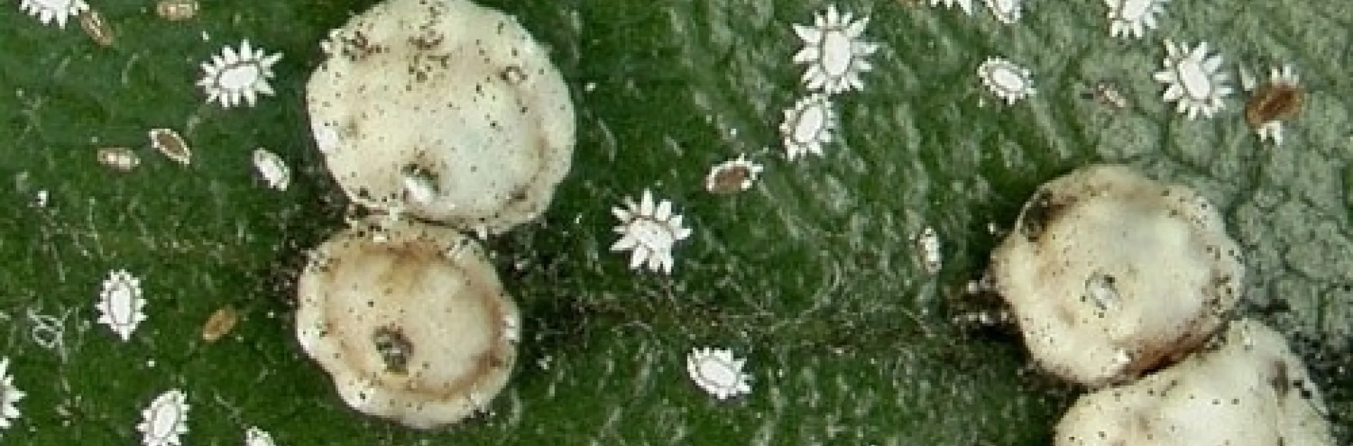 barnacale scale from usda