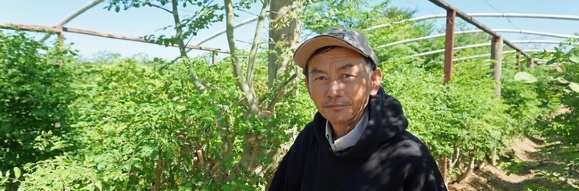 El granjero de Fresno Vang Thao aparece frente a su plantío de moringa.