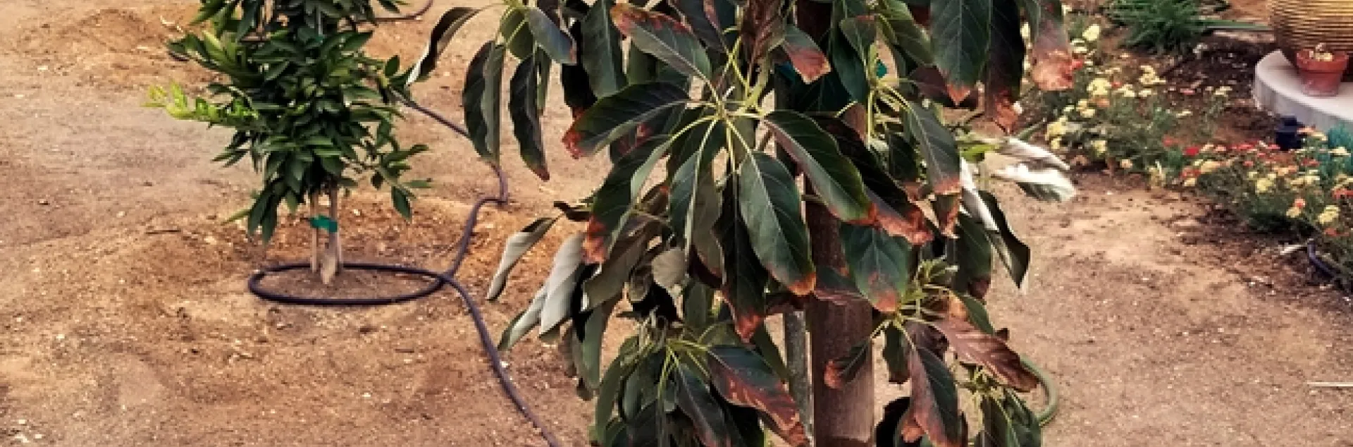 citrus and avocado trees are stressed by summer heat