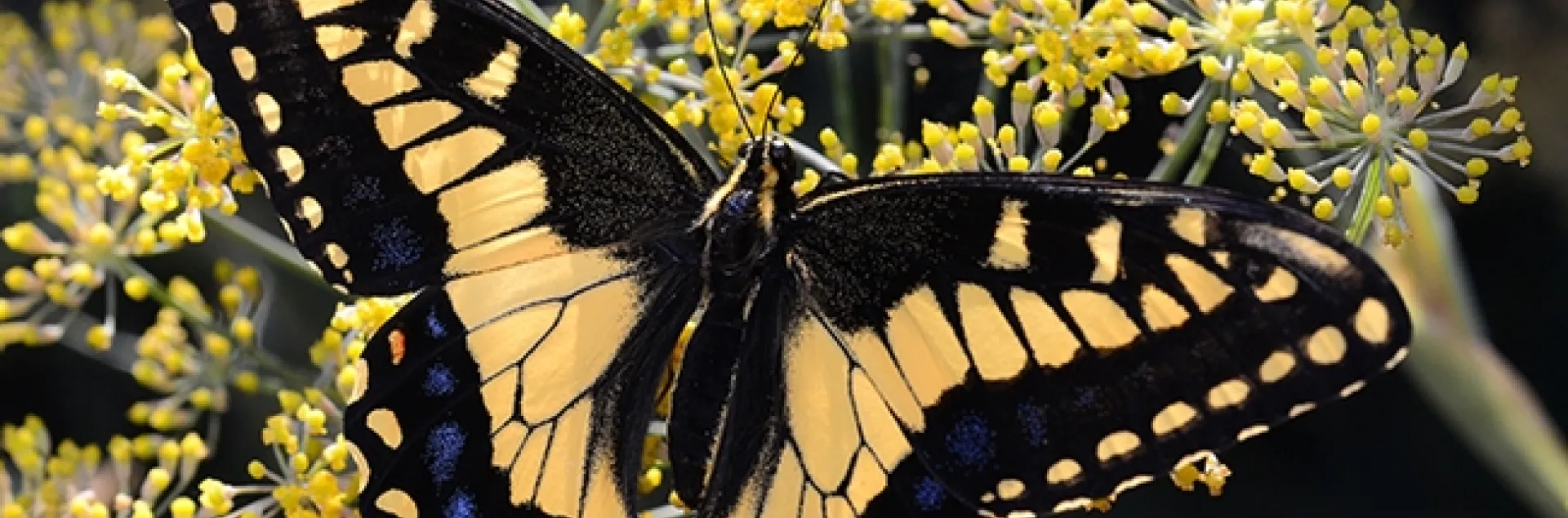 Newly eclosed anise swallowtail, Papilio zelicaon. (Photo by Kathy Keatley Garvey)