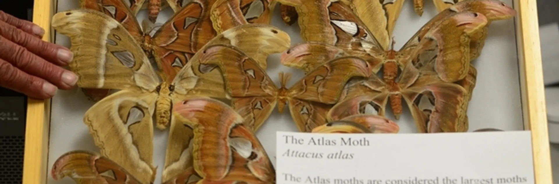 These are Atlas moths (Attacus atlas), found in the rain forests of Asia. This moth has a wingspan that can measure 10 to 11 inches. (Photo by Kathy Keatley Garvey)