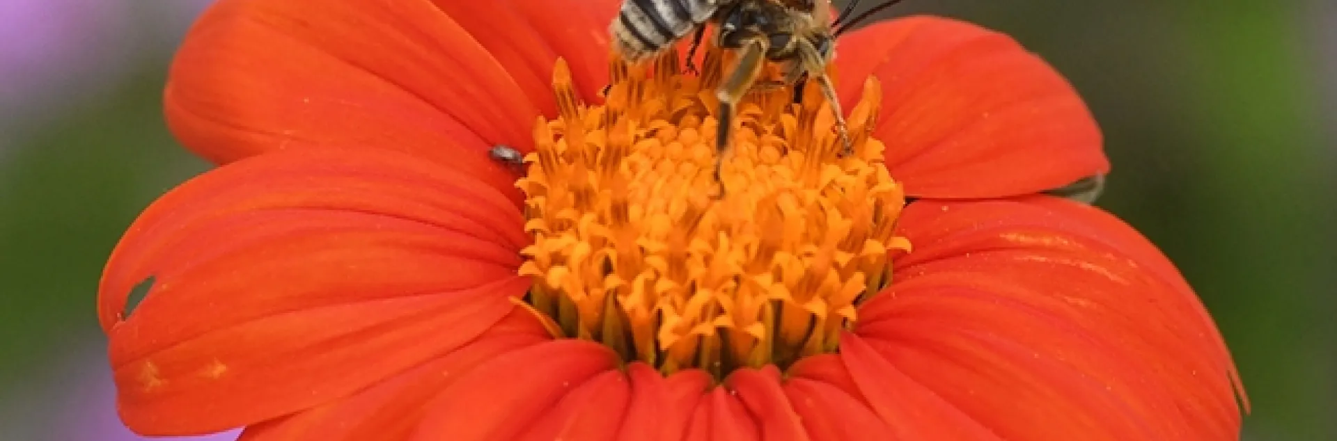 A male Svastra dive-bombs another male on a Mexican sunflower (Tithonia). This image was taken with a fast shutter speed of 1/3200 of a second. (Photo by Kathy Keatley Garvey)