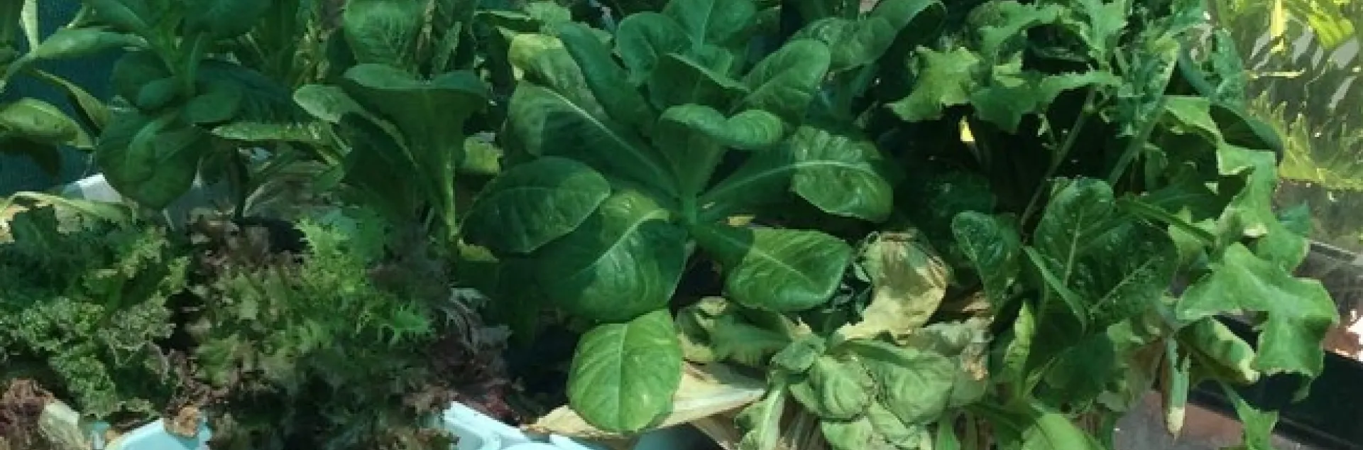 green house lettuce