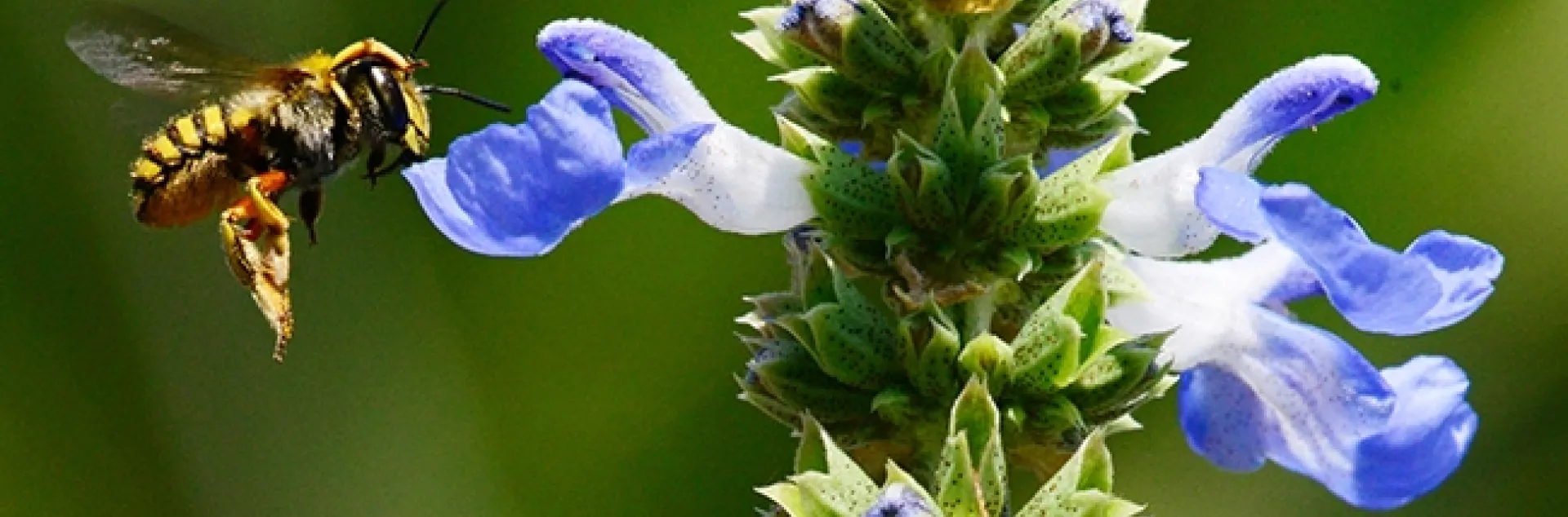 European wool carder bee, Anthidium manicatum, heads toward a blue spike sage, Salvia uliginosa. (Photo by Kathy Keatley Garvey)