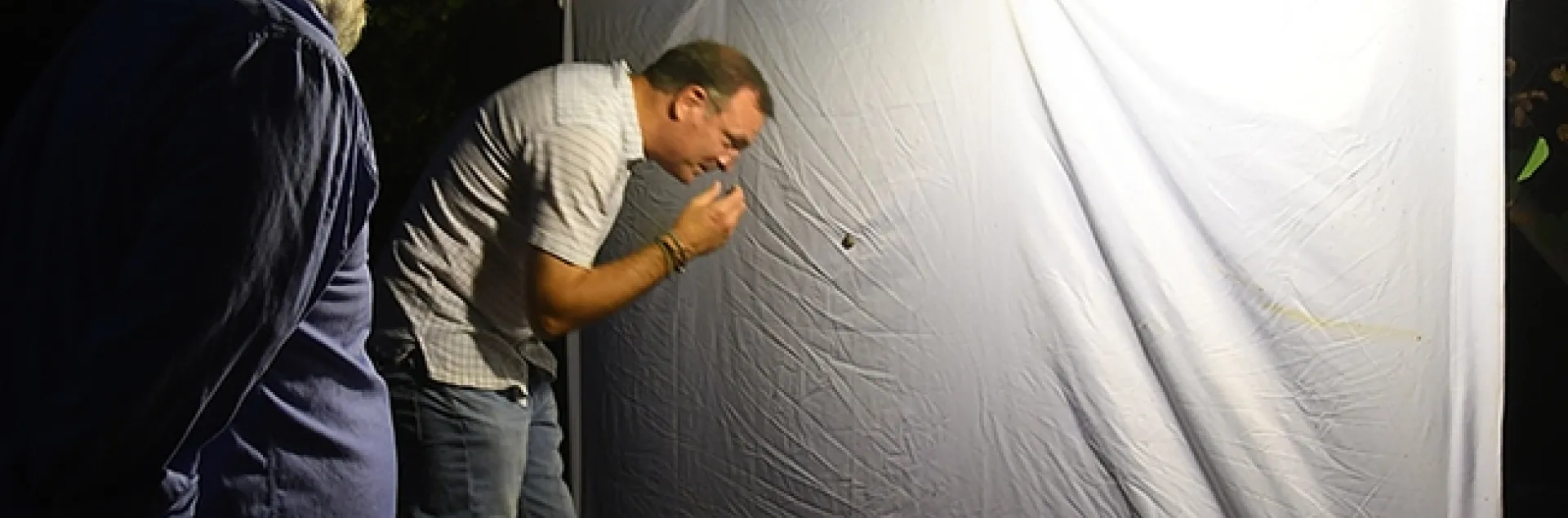 UC Davis Department of Entomology and Nematology professor Jason Bond examines a scarab beetle at the blacklighting display set up during Moth Night. Bond, a new member of the faculty, is professor of entomology and the Evert and Marion Schlinger Endowed Chair in insect systematics. At left is "Moth Man" John De Benedictus, Bohart Museum associate. (Photo by Kathy Keatley Garvey)